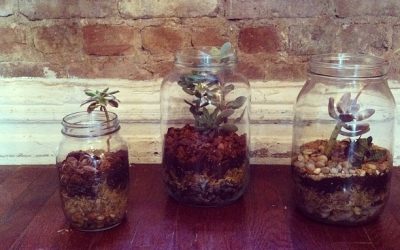 New terrariums by Wolfe & Wright in store today. You grow girl. (Taken with instagram)